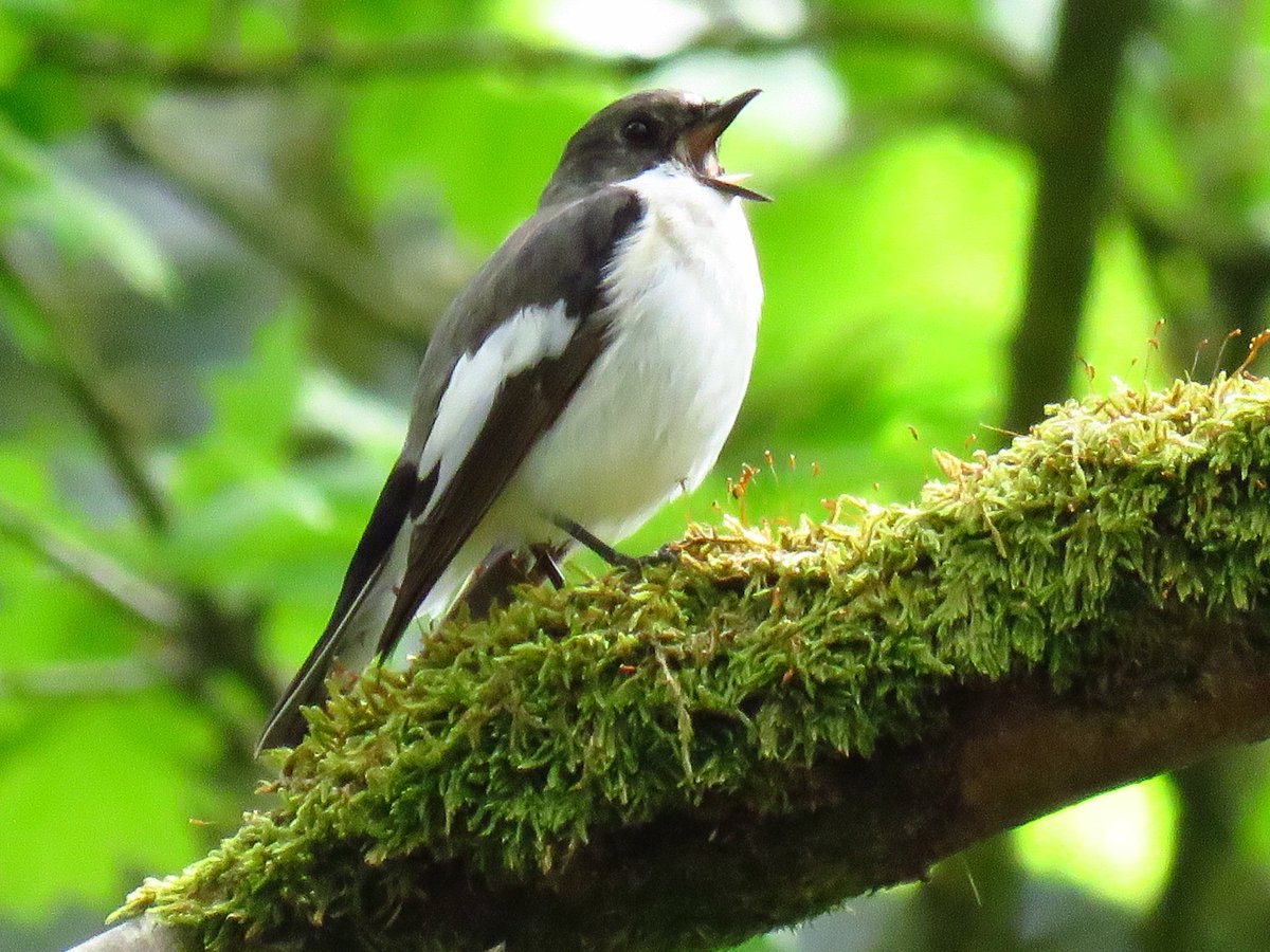carllpool's tweet photo. Nice walk around white coppice Chorley,pied flycatcher, redstart,stonechat,linnet @Natures_Voice @BBCSpringwatch https://t.co/D5CXSZW6oW