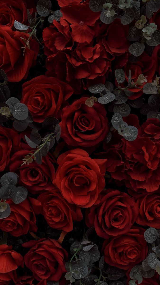 Mimosa💃🌹 tweet media