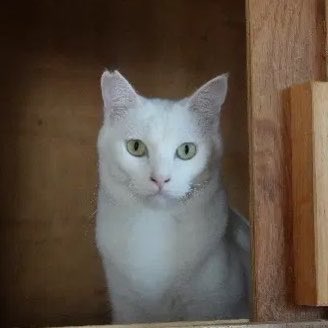 ネコノート【公式】保護猫支援サービス🐈 tweet media