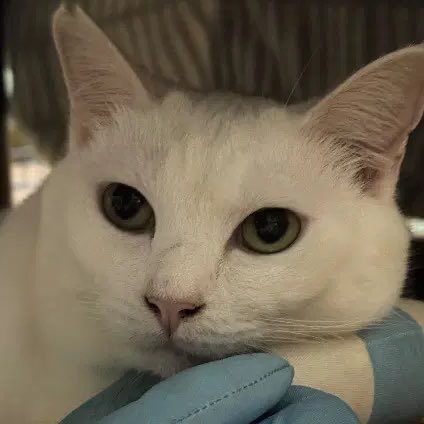 ネコノート【公式】保護猫支援サービス🐈 tweet media