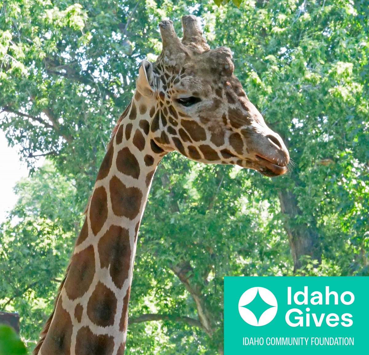 ZooBoise's tweet photo. Happy @IdahoGives! This year, we hope you support Zoo Boise to assist in animal wellbeing. From daily meal prep to habitat expansions, you help keep Zoo Boise running at its best!

Bonus: All gifts will be matched, doubling your impact for our animals! https://t.co/2yV885LXfO https://t.co/s7hecJYgpk