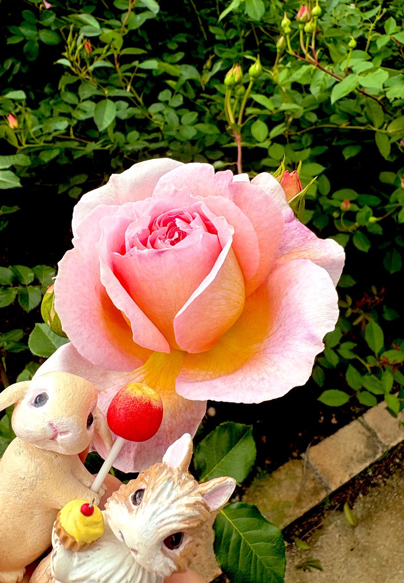 pcalbupk's tweet photo. 雨には降られずなんとか見て来れた🌹 https://t.co/w4jx9M1sfI
