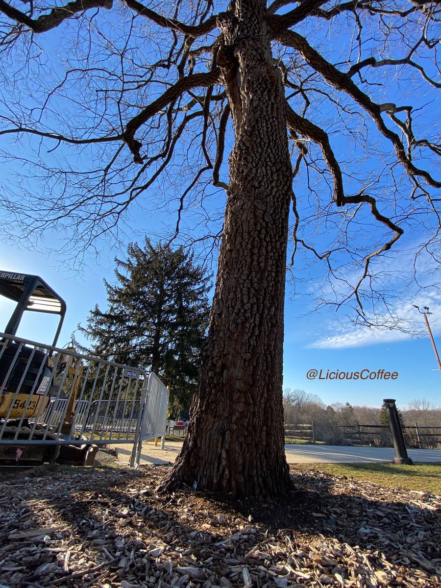 LiciousCoffee's tweet image. Good Morning 🌎💝💫
It’s a GREAT day
👋🏽Hey Monday☕️🌞

The 🌎 is full of amazing contents, see it, recognize it, create IT—find Art in Nature.

😍  🌿🌳🌿Views facing &amp;amp; behind sun
#TreeWhisperer 
#Nature #NaturePhotography #Photography #PhotographyIsArt #Tree #Park #NatureWalks