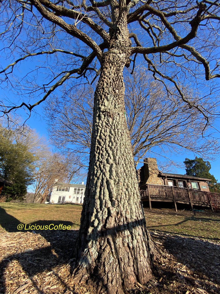 LiciousCoffee's tweet image. Good Morning 🌎💝💫
It’s a GREAT day
👋🏽Hey Monday☕️🌞

The 🌎 is full of amazing contents, see it, recognize it, create IT—find Art in Nature.

😍  🌿🌳🌿Views facing &amp;amp; behind sun
#TreeWhisperer 
#Nature #NaturePhotography #Photography #PhotographyIsArt #Tree #Park #NatureWalks