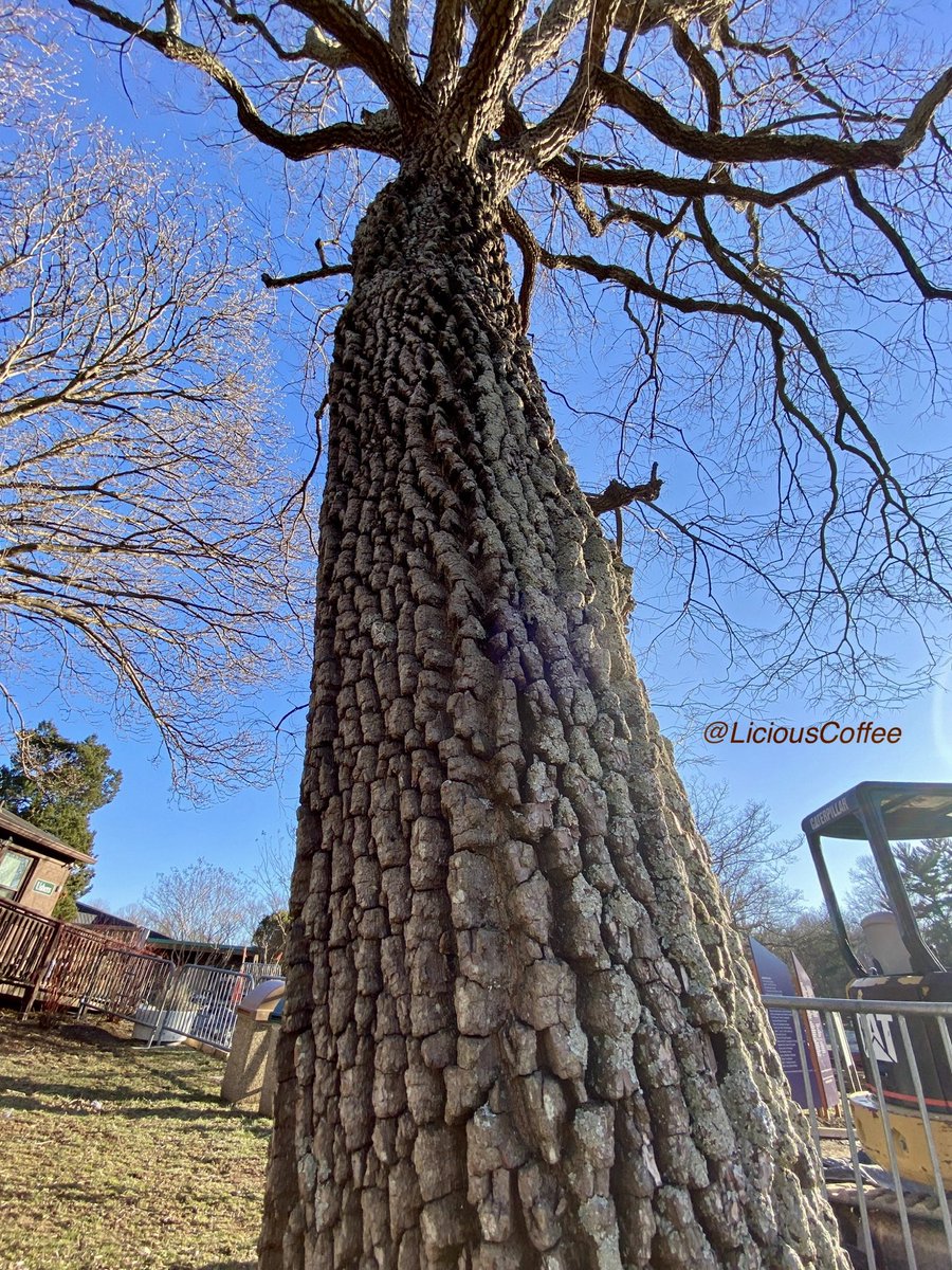 LiciousCoffee's tweet image. Good Morning 🌎💝💫
It’s a GREAT day
👋🏽Hey Monday☕️🌞

The 🌎 is full of amazing contents, see it, recognize it, create IT—find Art in Nature.

😍  🌿🌳🌿Views facing &amp;amp; behind sun
#TreeWhisperer 
#Nature #NaturePhotography #Photography #PhotographyIsArt #Tree #Park #NatureWalks