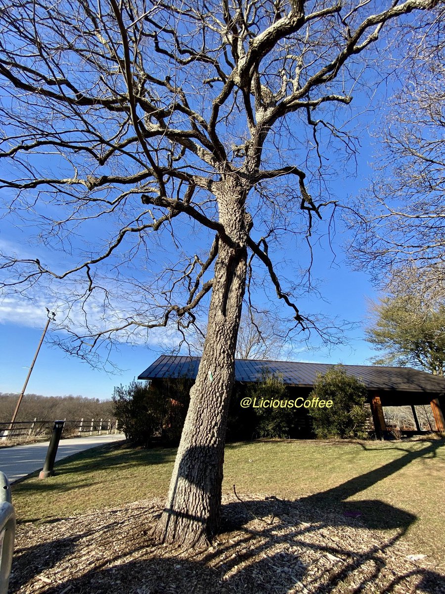 LiciousCoffee's tweet image. Good Morning 🌎💝💫
It’s a GREAT day
👋🏽Hey Monday☕️🌞

The 🌎 is full of amazing contents, see it, recognize it, create IT—find Art in Nature.

😍  🌿🌳🌿Views facing &amp;amp; behind sun
#TreeWhisperer 
#Nature #NaturePhotography #Photography #PhotographyIsArt #Tree #Park #NatureWalks