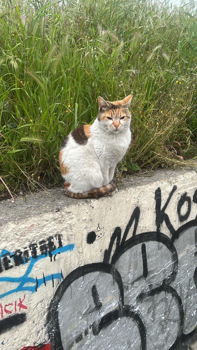Meyve⋆｡𖦹°‧★ tweet media