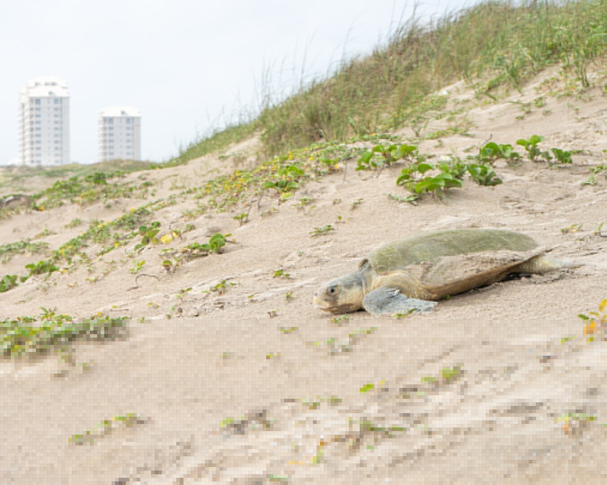 Sea Turtle, Inc. tweet media