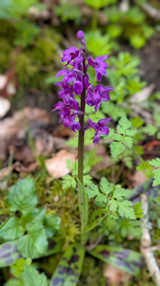 CommonByNature's tweet photo. A few plants that made me exceedingly happy during a sunny wander along the River Allen today: Early Purple Orchid, Wood Stitchwort and Wood Fescue. #botany https://t.co/zrDK8UInOb