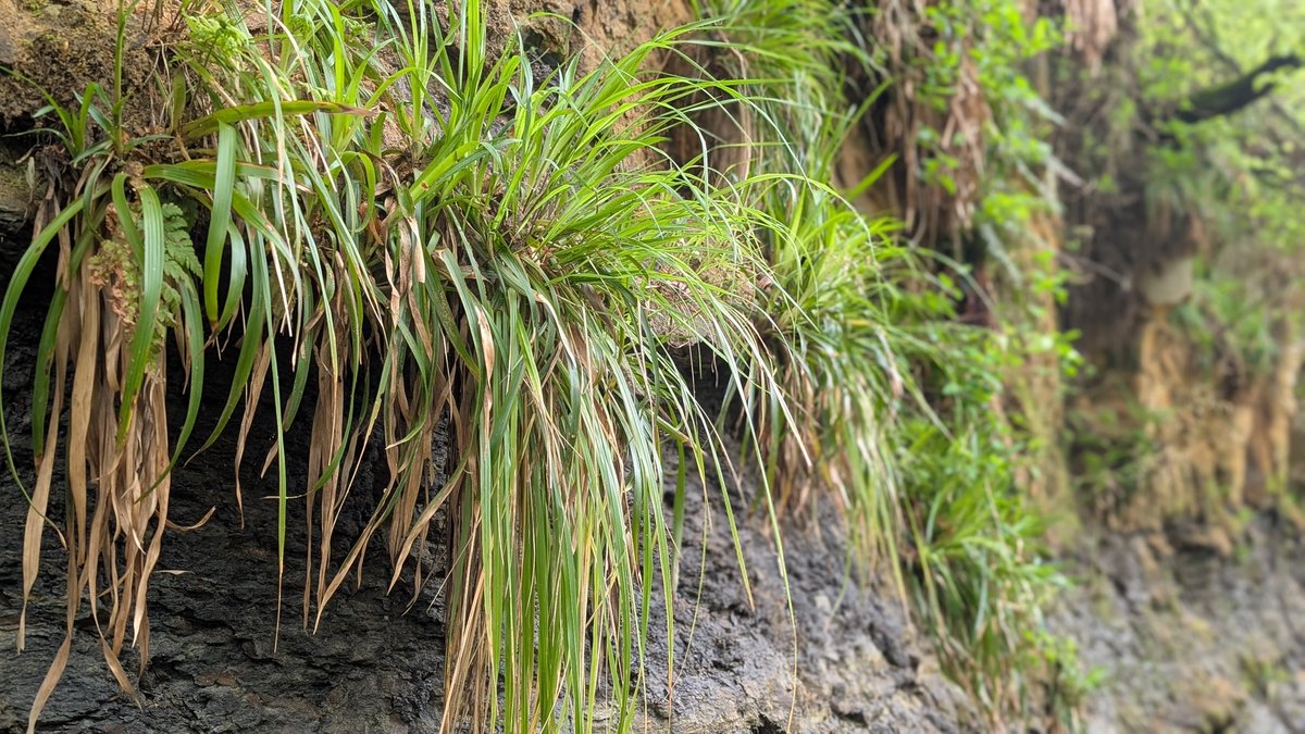 CommonByNature's tweet photo. A few plants that made me exceedingly happy during a sunny wander along the River Allen today: Early Purple Orchid, Wood Stitchwort and Wood Fescue. #botany https://t.co/zrDK8UInOb