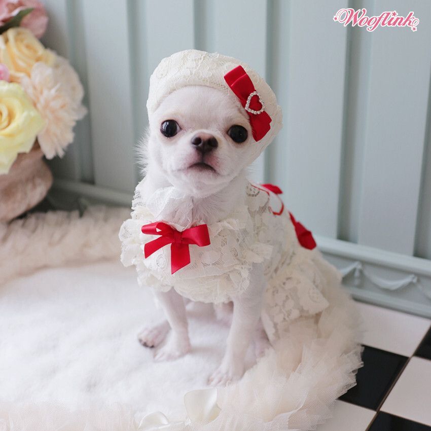 Posh Puppy Boutique tweet media