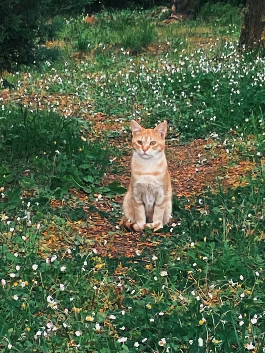 ayfr1976's tweet image. Beni çok sevin🐈🐈 #kedi #animal #sevgi