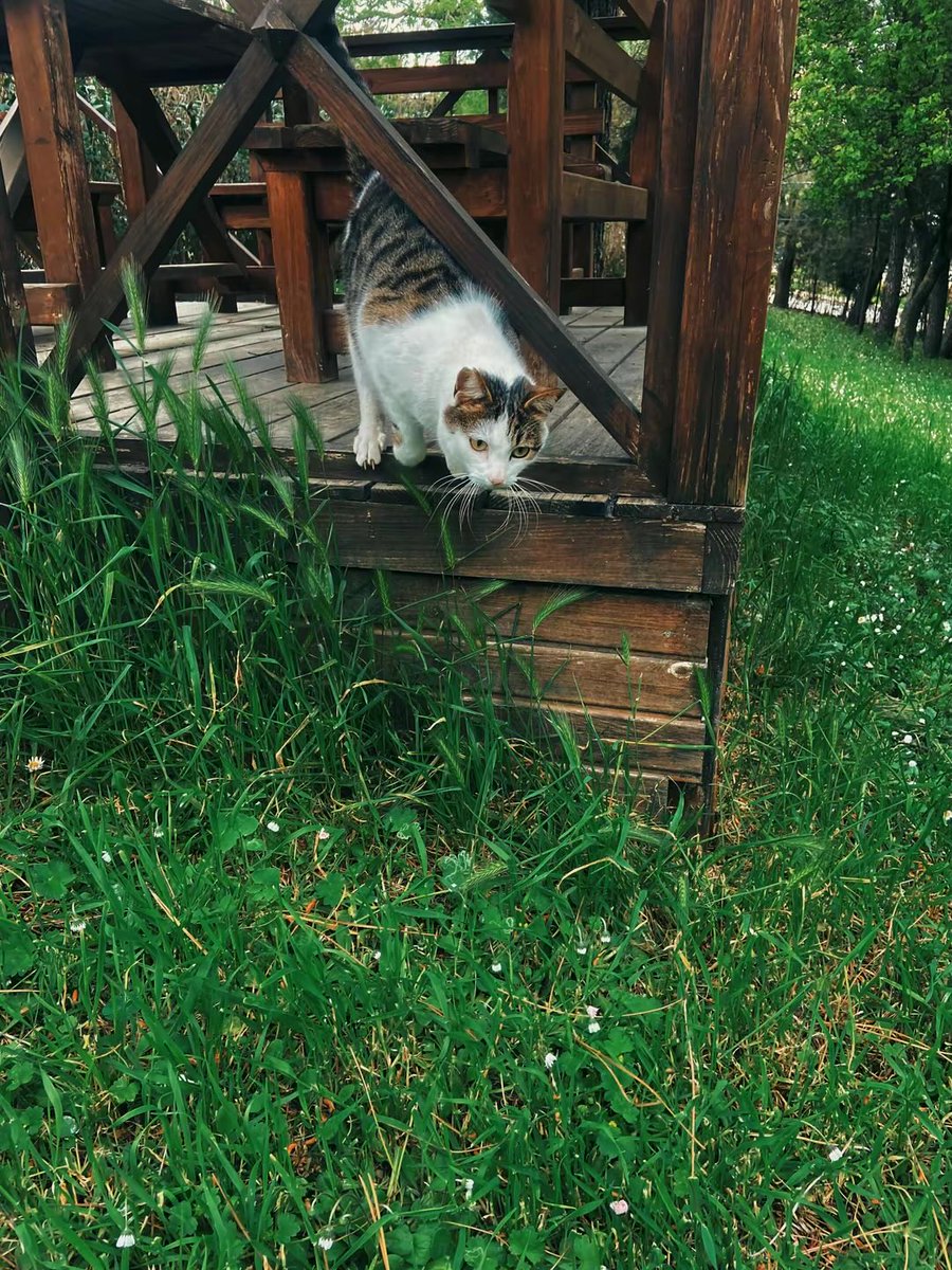 ayfr1976's tweet image. Beni çok sevin🐈🐈 #kedi #animal #sevgi