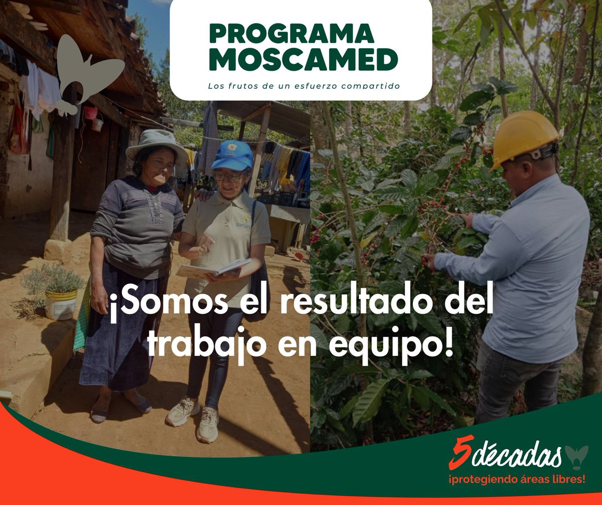 MOSCAMEDGT's tweet photo. La vocación de servicio y compromiso diario de cada persona que hace parte del Programa MOSCAMED, ¡han dado vida a 5 décadas protegiendo áreas libres de la plaga! 🪰 

Cada logro alcanzado refleja entrega del personal de trabajo por la sanidad vegetal de Guatemala y la región. 🙌 https://t.co/yBAJQZLyjP