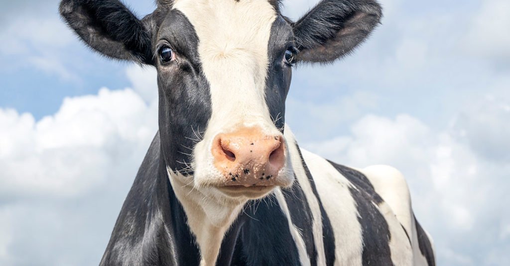 Breaking News ❗️
Fin de l'anonymat sur les Réseaux Sociaux : 
Roselyne Bachelot était en réalité... une vache !