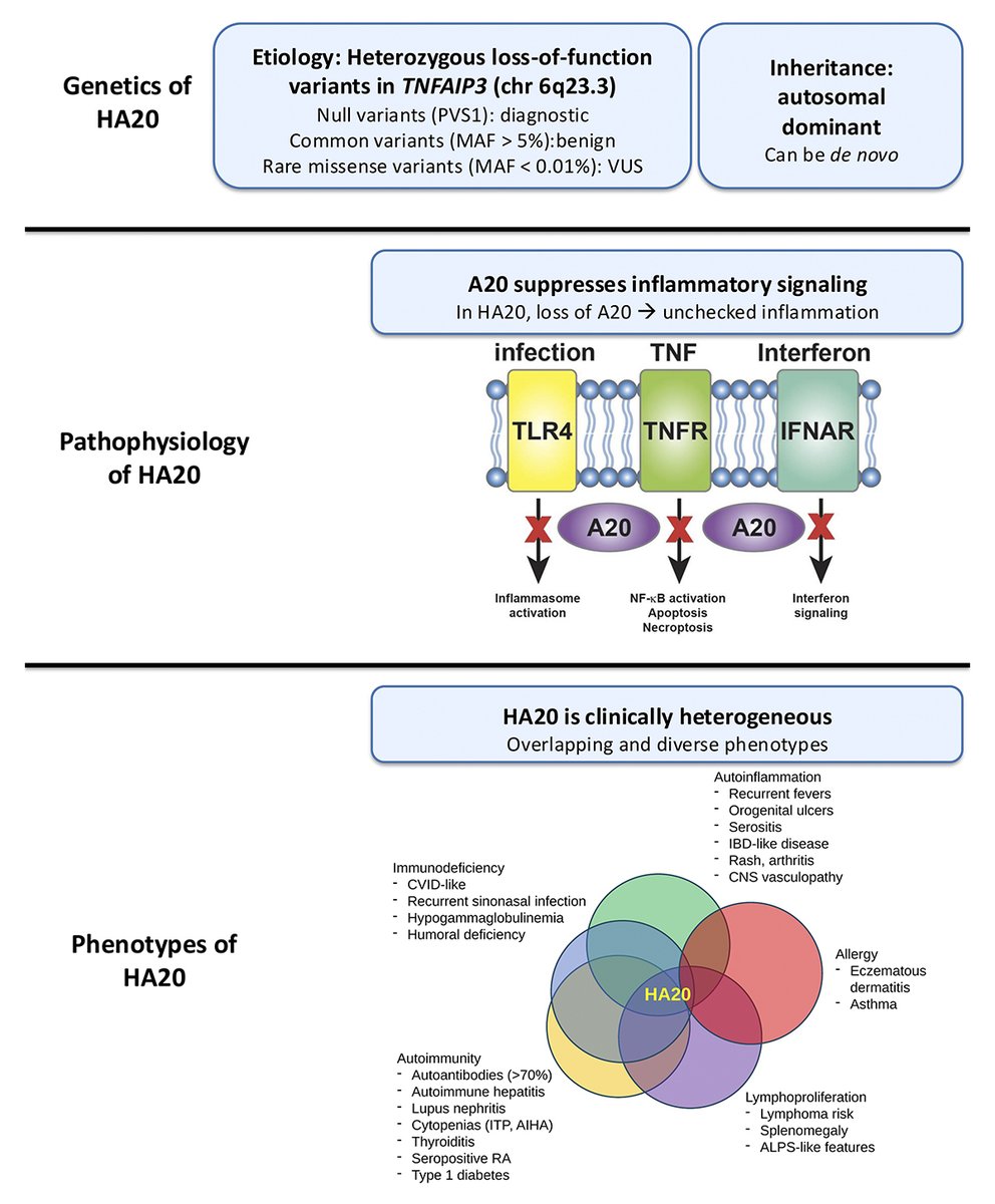 jhumimmunity's tweet photo. HA20: an underrecognized #immunedysregulation disease affecting up to 1:14,000. Li, Schwartz et al. cover diagnosis, #biomarker-guided therapy with IL-1/TNF/JAK inhibitors, and family screening: https://t.co/dz3vg3eX0W
#HowITreat #raredisease #autoinflammatory #IEI #PIRD https://t.co/n9VpTkKNec