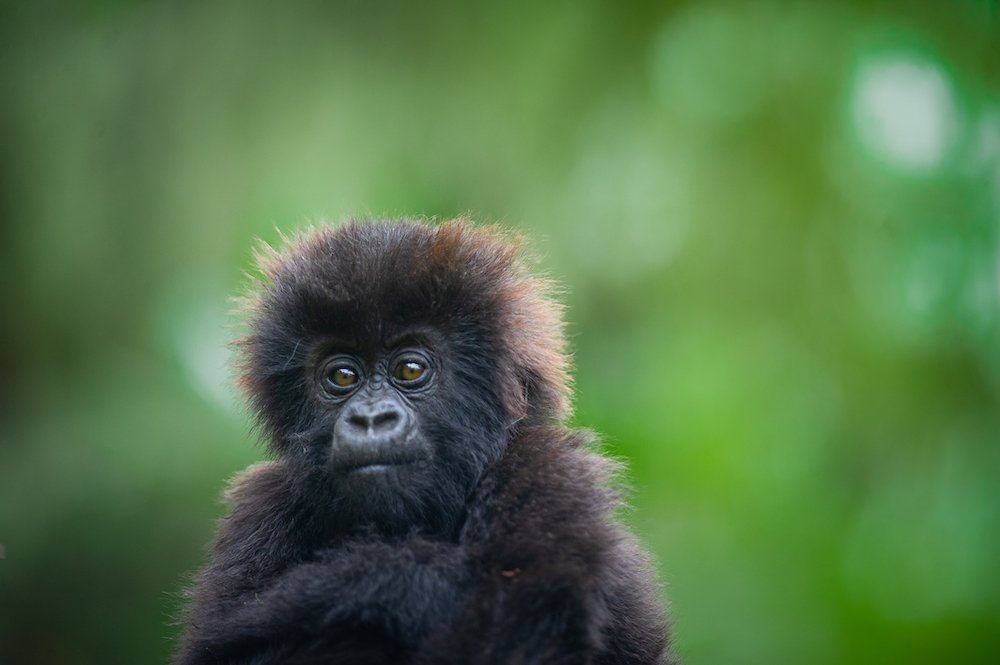 aenewsEnglish24's tweet image. #Rwanda has announced that the 21st edition of the annual gorilla naming ceremony, known as @Kwitaizina , will take place on Friday, 4 September 2026 in Kinigi.

The event, hosted in @MusanzeDistrict , will bring together conservationists, communities, and international guests to