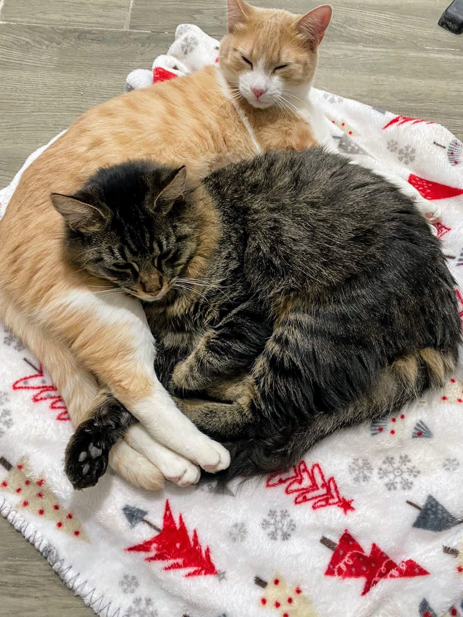 IsmaelV47142052's tweet image. #cats
#CatsOfTwitter
#CatsAreFamily