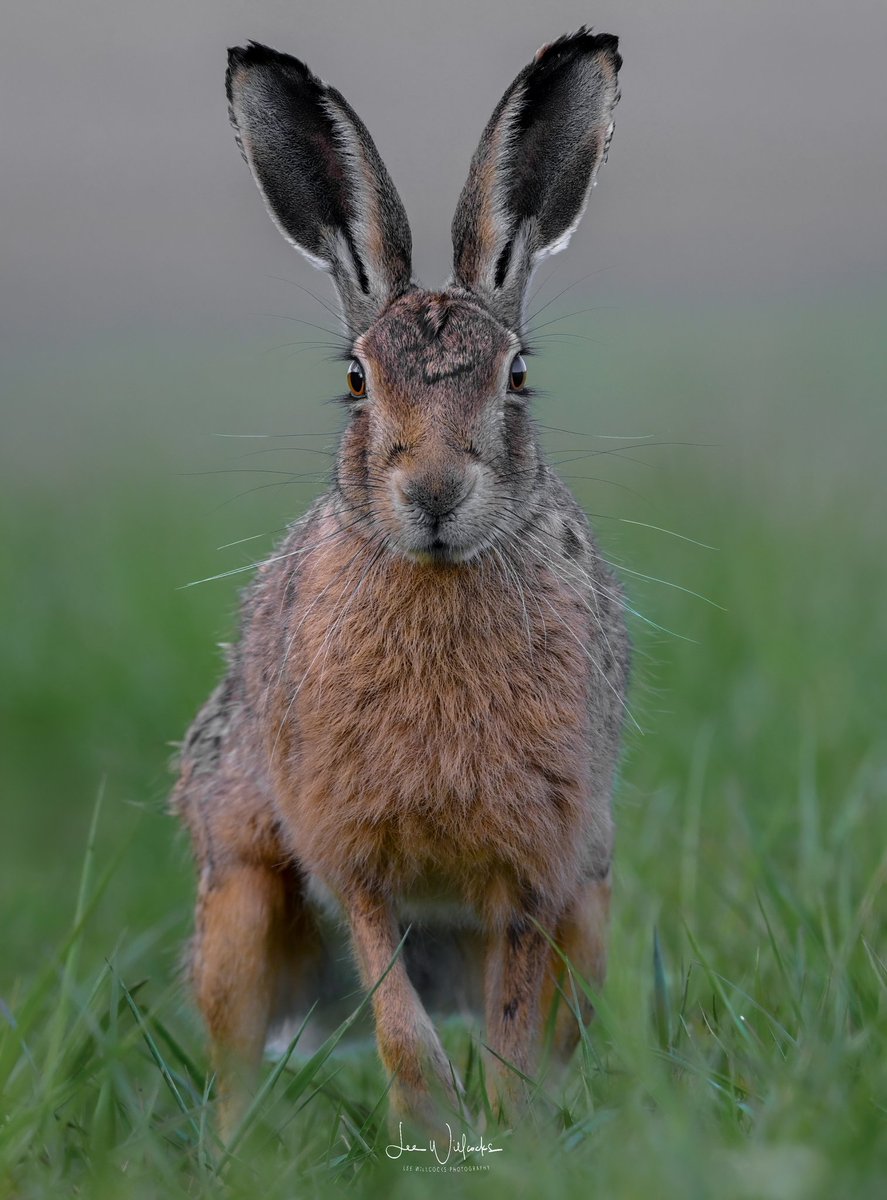 LeeWillcockslee's tweet photo. The Stunning European Brown Hare https://t.co/bGaHPOxzes