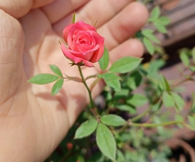 AmantRamgharia's tweet image. #PicOfTheDay