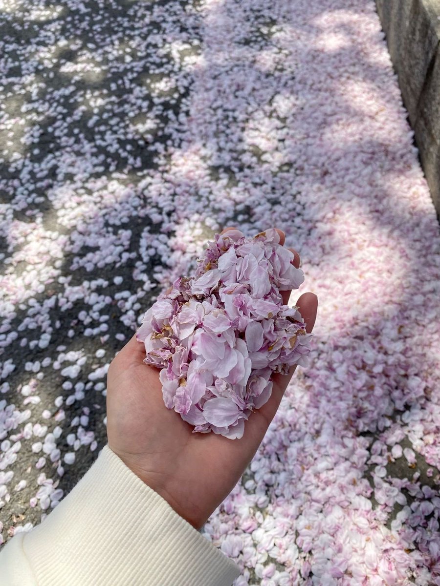 blossom. tweet media
