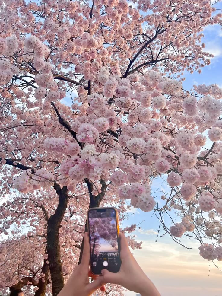 blossom. tweet media