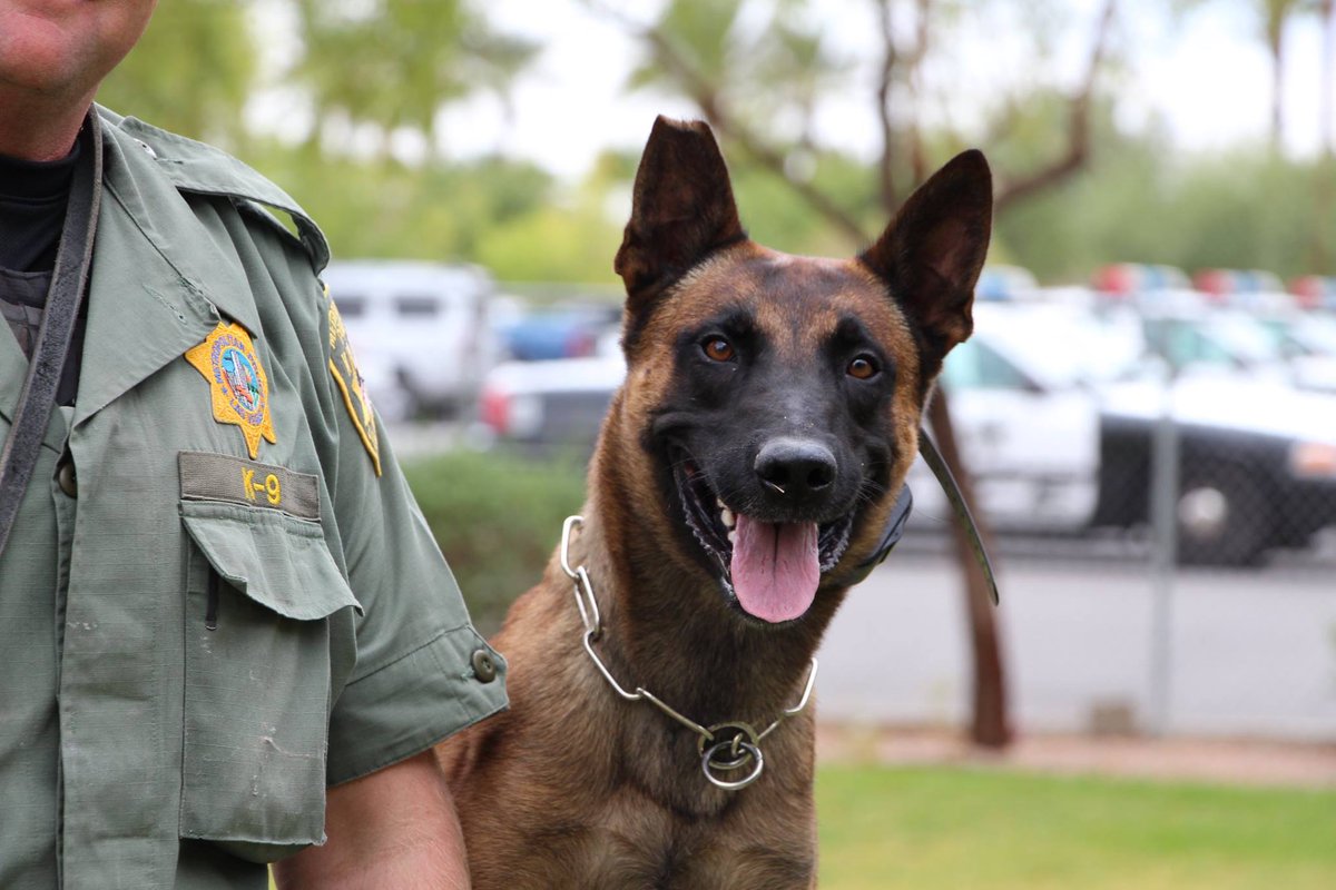LVMPDBAC's tweet photo. 🐾 Join us Tuesday, May 5th, 5 PM at Bolden Area Command to meet our K9 Unit heroes! 🐕‍🦺🚓 #BoldenPride #BACFam #LVMPD #K9 #SaveTheDate https://t.co/NpfiJr2MH9