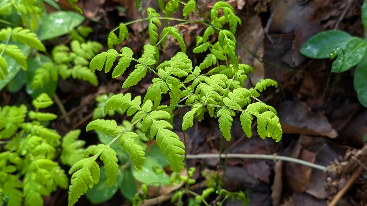 CommonByNature's tweet photo. Always a good day when you stumble across Beech Fern (Phegopteris connectilis) and Oak Fern (Gymnocarpium dryopteris) growing within a few feet of one another. #ferns https://t.co/j1LQuimRfT
