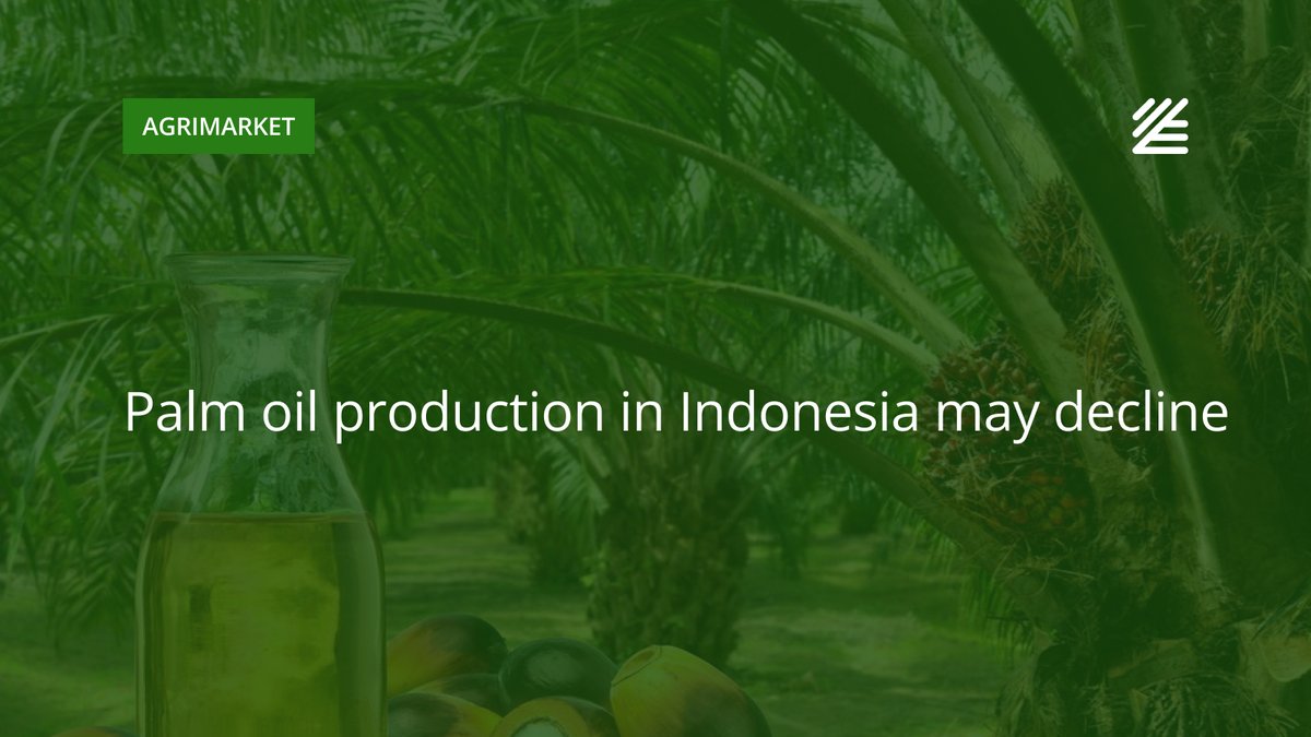 UkrAgroConsult's tweet image. 🇮🇩 #Palm_oil production in #Indonesia may decline

Indonesia could see its crude palm oil production fall by 1–2 mln tons in 2026 compared to the previous year, due to the impact of El Niño and rising fertilizer costs. 

More details 👉ukragroconsult.com/?p=315183