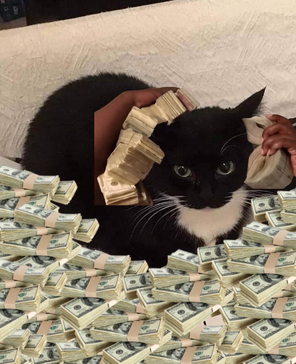 $SPINCAT on SOL tweet media