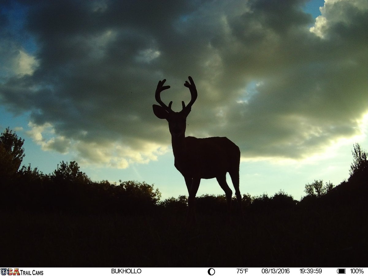 trailcam tweet media