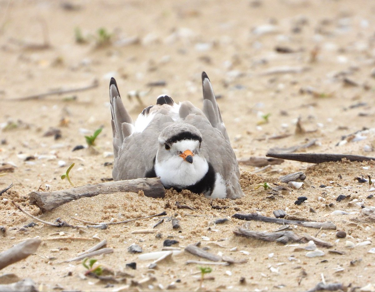 Chicago Piping Plovers tweet media