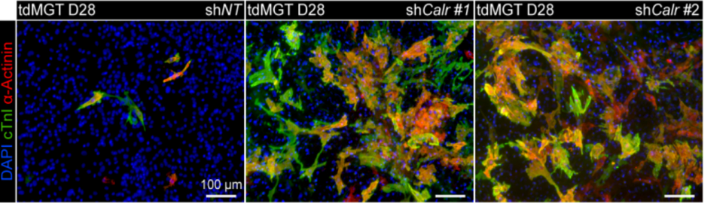 stemcellpodcast's tweet photo. Leveraging a perturb-seq platform tailored to complex pathological environments, researchers at @pku1898 systematically compared and ranked 140 potential barriers of in vivo cardiac reprogramming.

🔬 Read more: https://t.co/UwZqNCFfPD
🎙️Tune in: https://t.co/kDIodvuklD https://t.co/hXGGVy9H5p