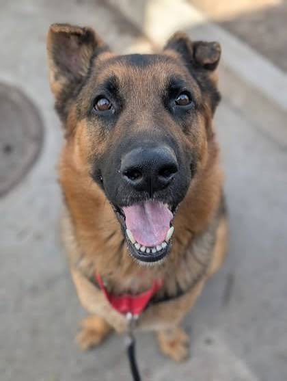 marcusdashe's tweet photo. Do you really believe that dogs can sense "bad people"? https://t.co/Nsu8BILxJA