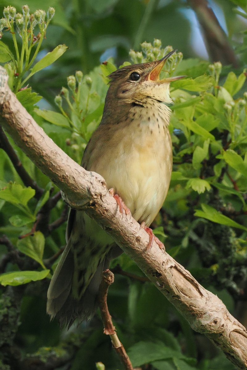 Dundee Birding (stonefaction) tweet media