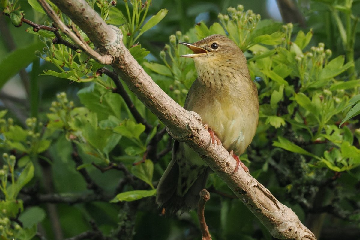 Dundee Birding (stonefaction) tweet media