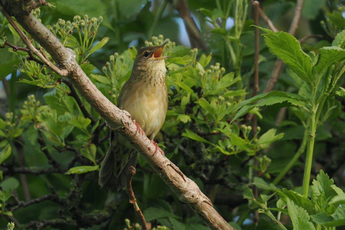 Dundee Birding (stonefaction) tweet media