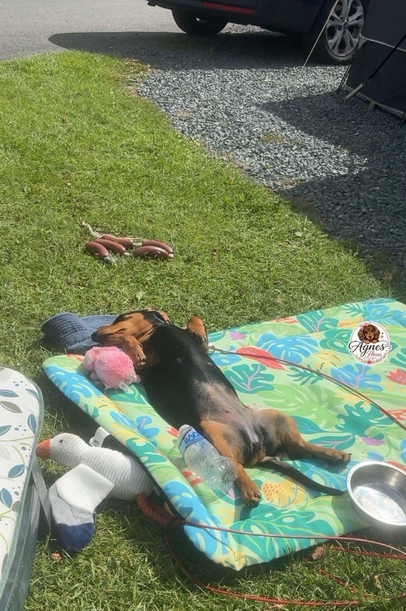 dachshund_usa21 tweet picture
