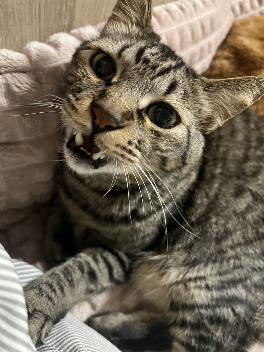 ジル🐾 tweet media