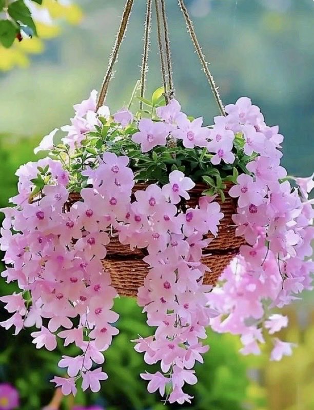 Marguerite tweet media
