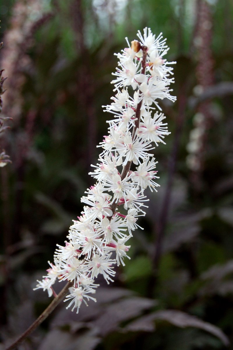 TerraNovaNurs's tweet photo. #PlantOfTheDay: #Actaea 'Black Negligee' delivers deep purple-black, finely cut foliage and elegant white flower spikes, perfect for adding contrast and mystery to shade gardens: https://t.co/RxzjRBm7iY #BlackNegligee #ShadeGarden #DarkFoliage #WoodlandGarden #GardenDrama https://t.co/gQ8yP6xqQj