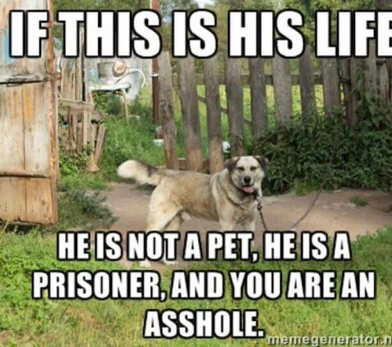 ShadowDogDesign's tweet image. If this is his life, he is not a pet, he is a prisoner and you are an a**hole.

#Dogs #Dog #DogsAreFamily #TreatThemRight #BestFriend #GoodDog #FaithfulFriend #LoveDogs #DogsAreLove