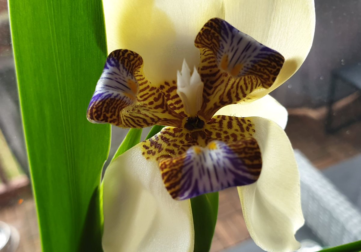 VeganBigBro's tweet image. I woke up to two flowers on the Walking Iris/Apostle Plant (Neomarica) today.  The flowers only last a day so sadly they'll be gone by tomorrow. 

#plant #flowers #FlowersOfX