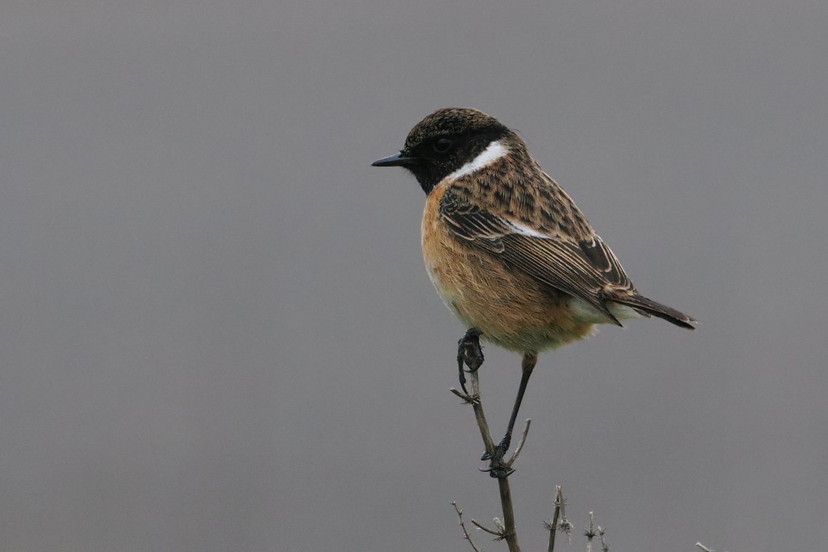 Dundee Birding (stonefaction) tweet media