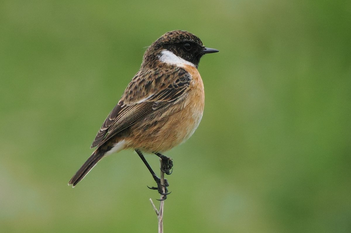 Dundee Birding (stonefaction) tweet media