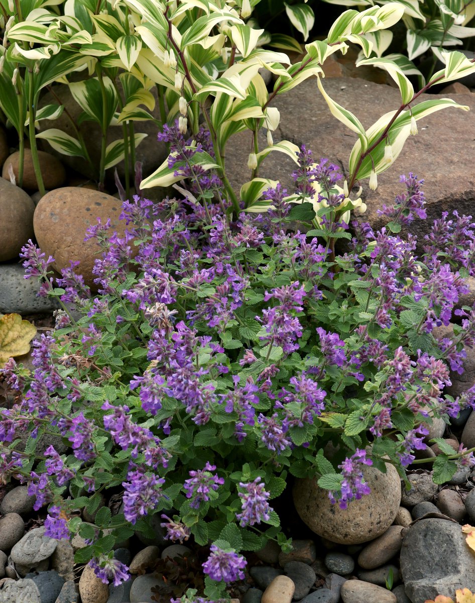 TerraNovaNurs's tweet photo. #PlantOfTheDay: #Nepeta NOVA® 'Blue' delivers clouds of clear blue blooms, excellent heat tolerance, and long-lasting performance, perfect for pollinators, borders and low-water gardens: https://t.co/wr46vSpO07 #BlueNepeta #PollinatorPlant #Perennials #GardenColor #PlantJoy https://t.co/wXbUpYN2Vz