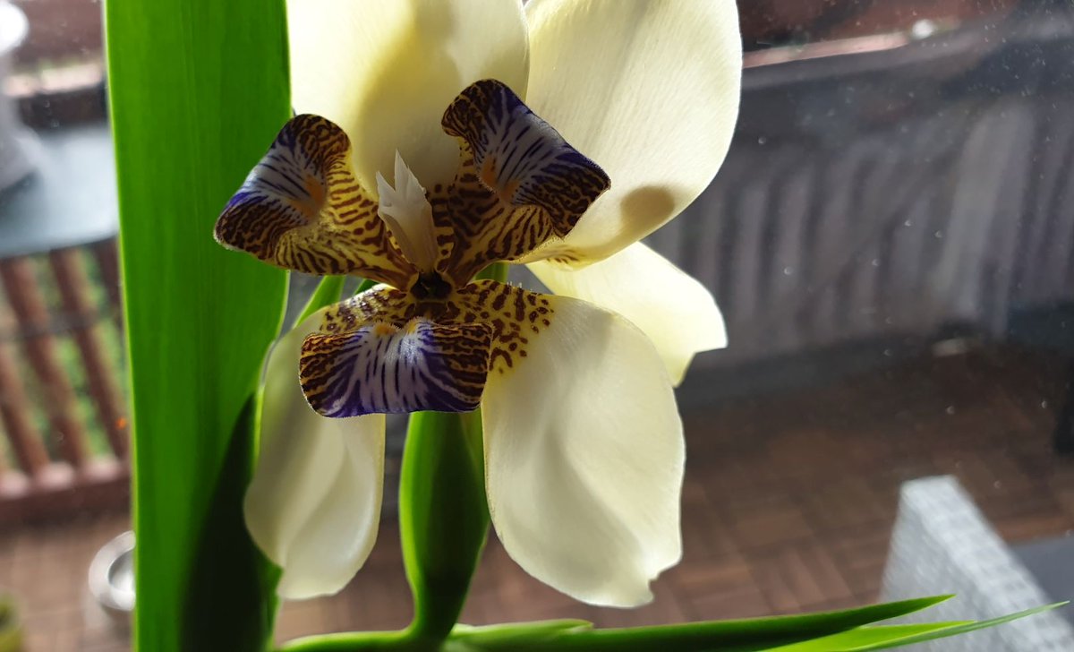 VeganBigBro's tweet image. I woke up to two flowers on the Walking Iris/Apostle Plant (Neomarica) today.  The flowers only last a day so sadly they'll be gone by tomorrow. 

#plant #flowers #FlowersOfX