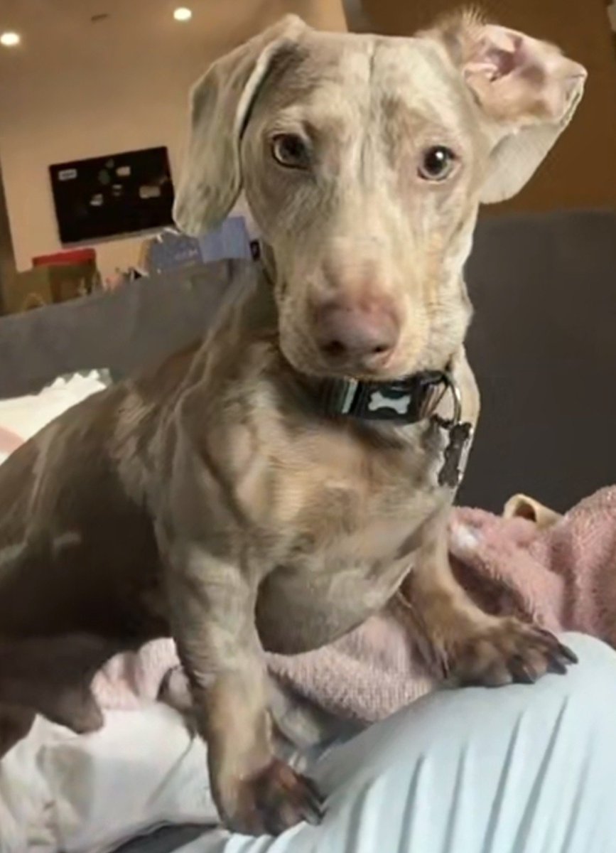 millypod1's tweet photo. ROCKY IS HOME. THANKS FOR RT's๐๐๐พ
๐1 MAY 2026 #Lost Rocky #ScanMe
YOUNG Dachshund Male #PUPPY
Was with a dog boarder so doesnโt know the area
The Ganger Farm development in Test Valley. #Romsey #Hampshire #SO51
https://t.co/noXTk5F8c8 https://t.co/ZOPaXu5i09