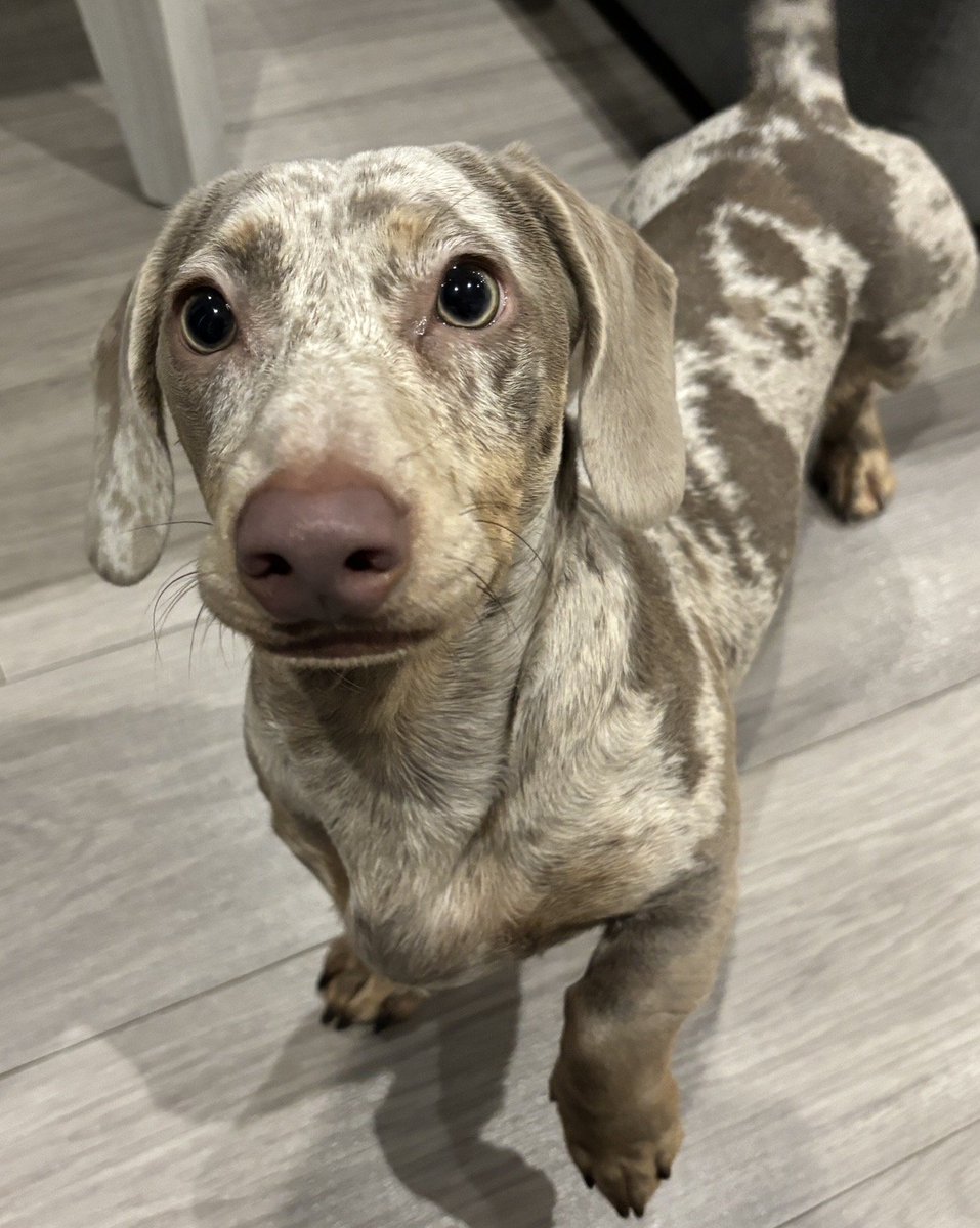 millypod1's tweet photo. ROCKY IS HOME. THANKS FOR RT's๐๐๐พ
๐1 MAY 2026 #Lost Rocky #ScanMe
YOUNG Dachshund Male #PUPPY
Was with a dog boarder so doesnโt know the area
The Ganger Farm development in Test Valley. #Romsey #Hampshire #SO51
https://t.co/noXTk5F8c8 https://t.co/ZOPaXu5i09