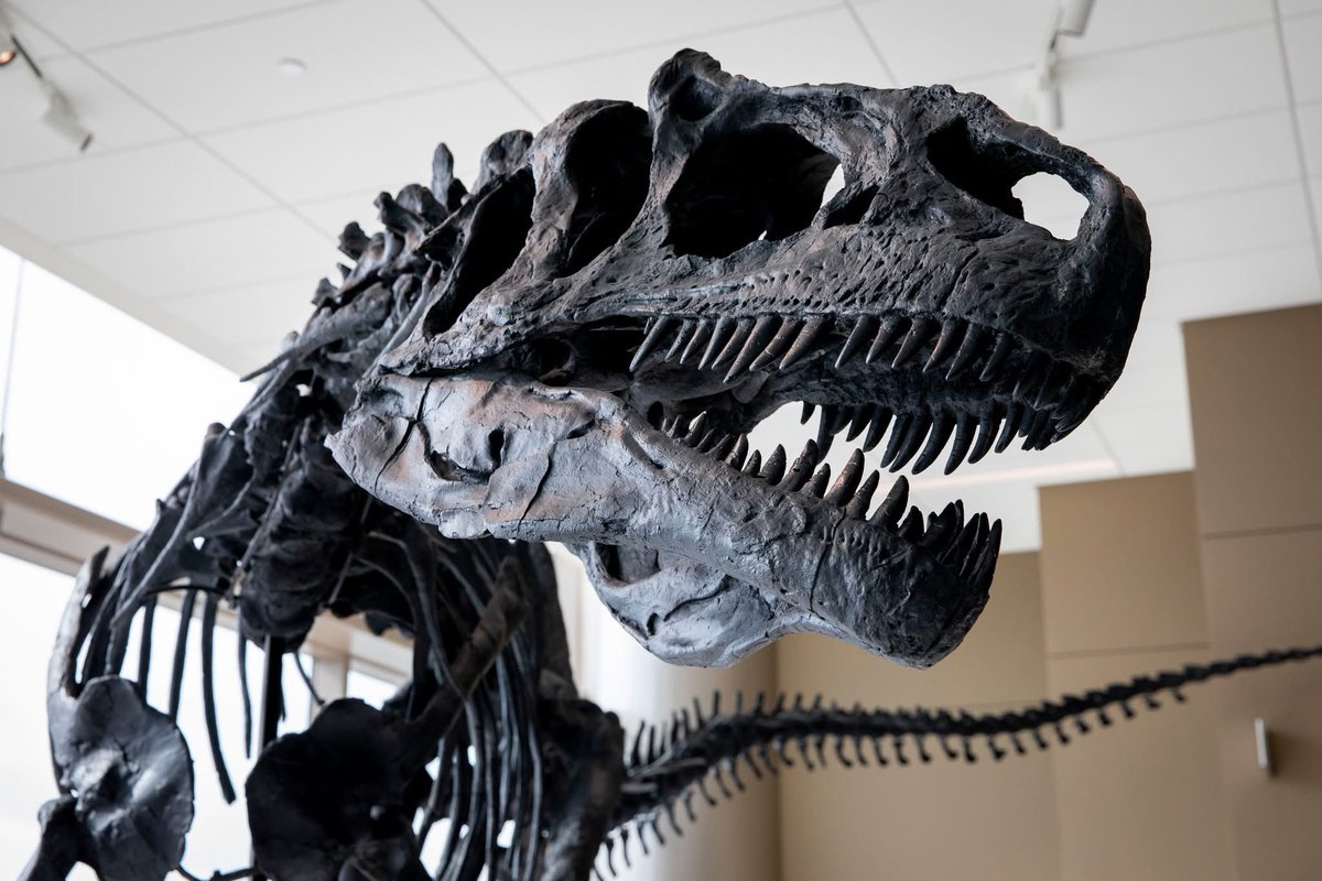 Taylor McCoy 🦖 tweet media